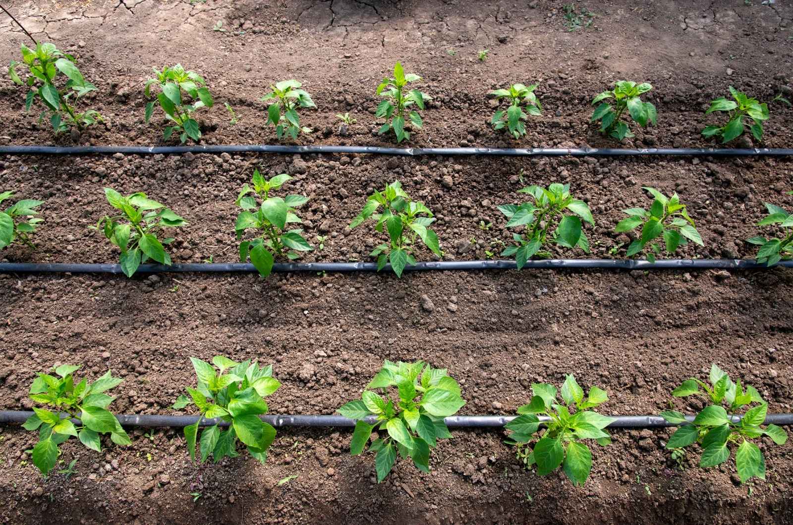 plant phenotyping system